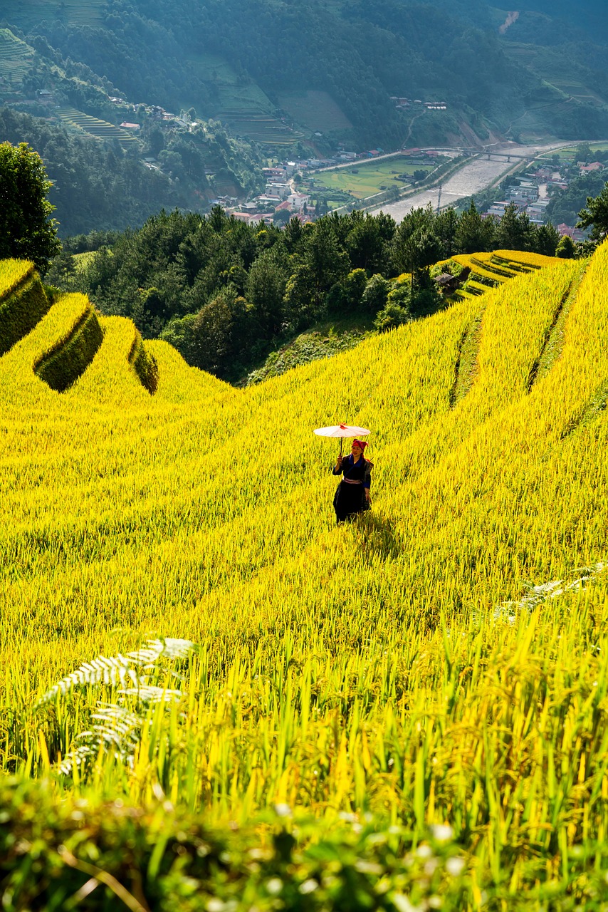 mountains, plateau, step, field, people, rice, nature, countryside, outdoors, agriculture